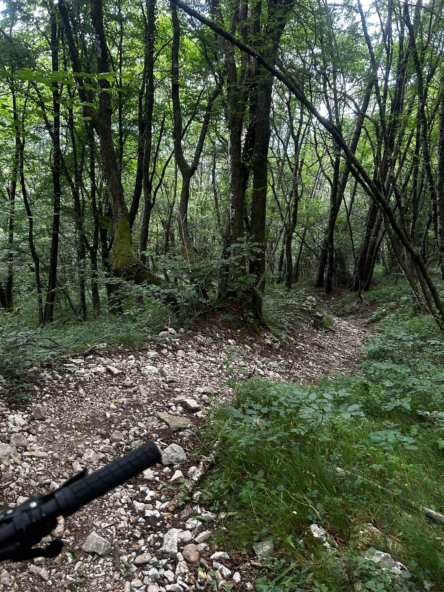 Leśny odcinek trasy e-bike w Dolomitach